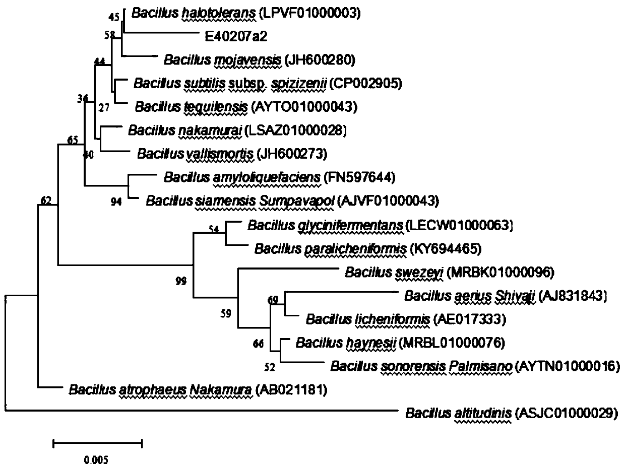 Salt-tolerance bacillus E40207a2 and application thereof