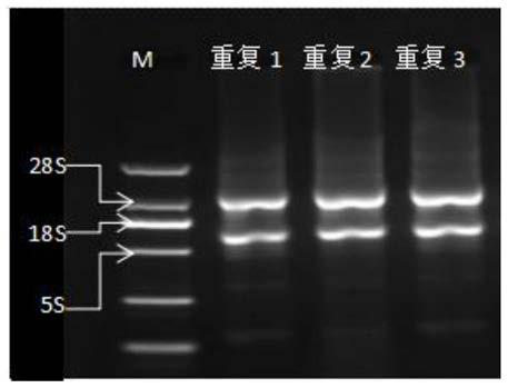 Salt-tolerance bacillus E40207a2 and application thereof