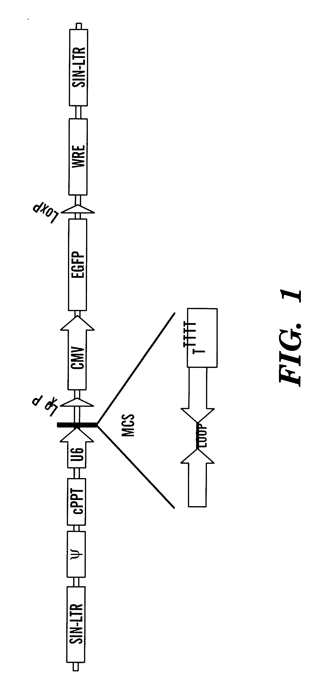 Method for Delivery Across the Blood Brain Barrier