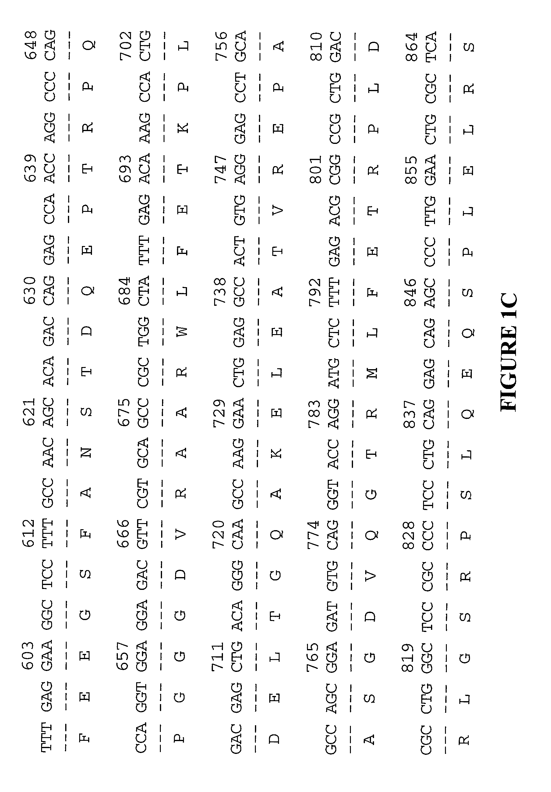 Xin-related proteins