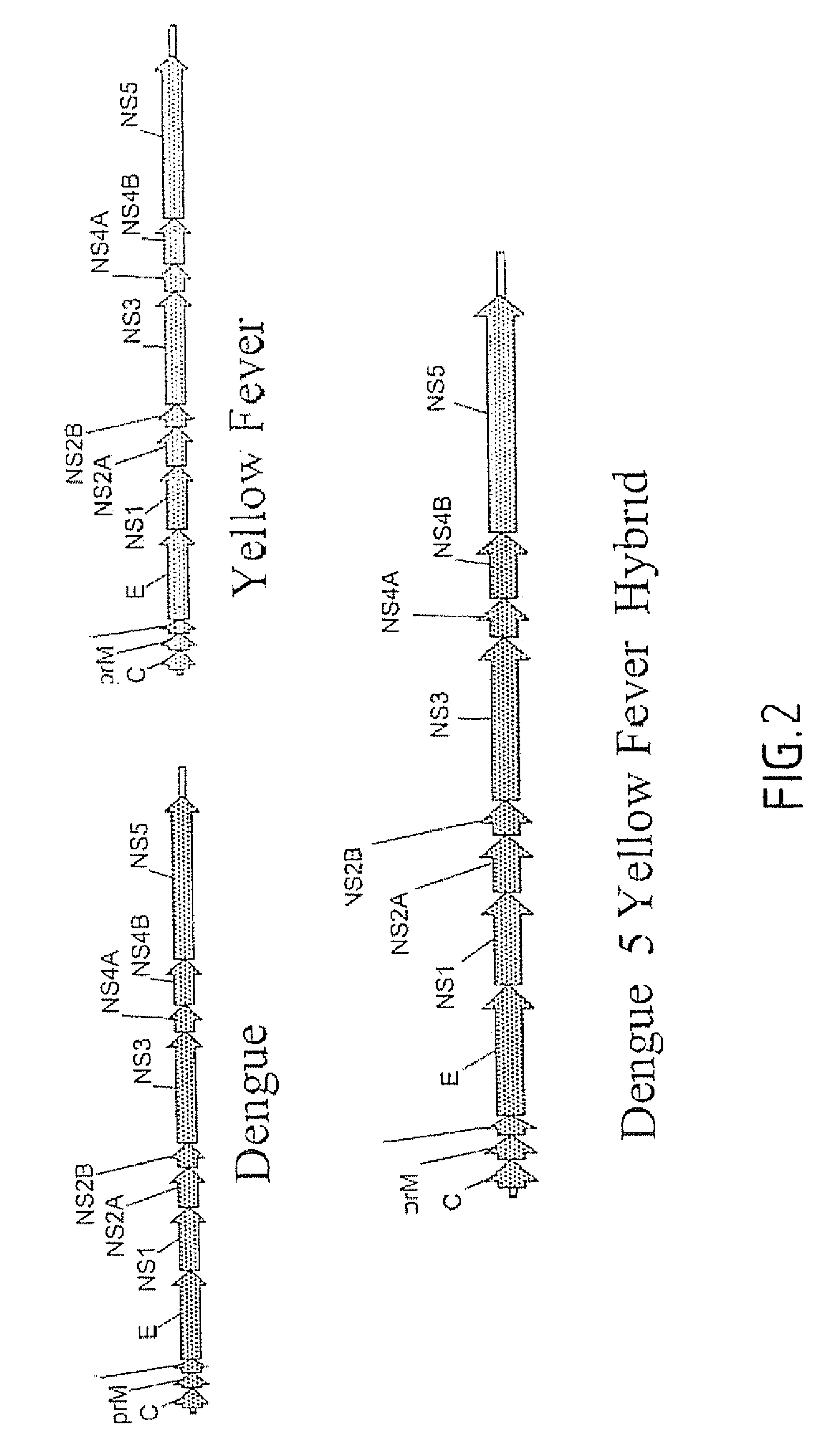 Dengue chimeric viruses