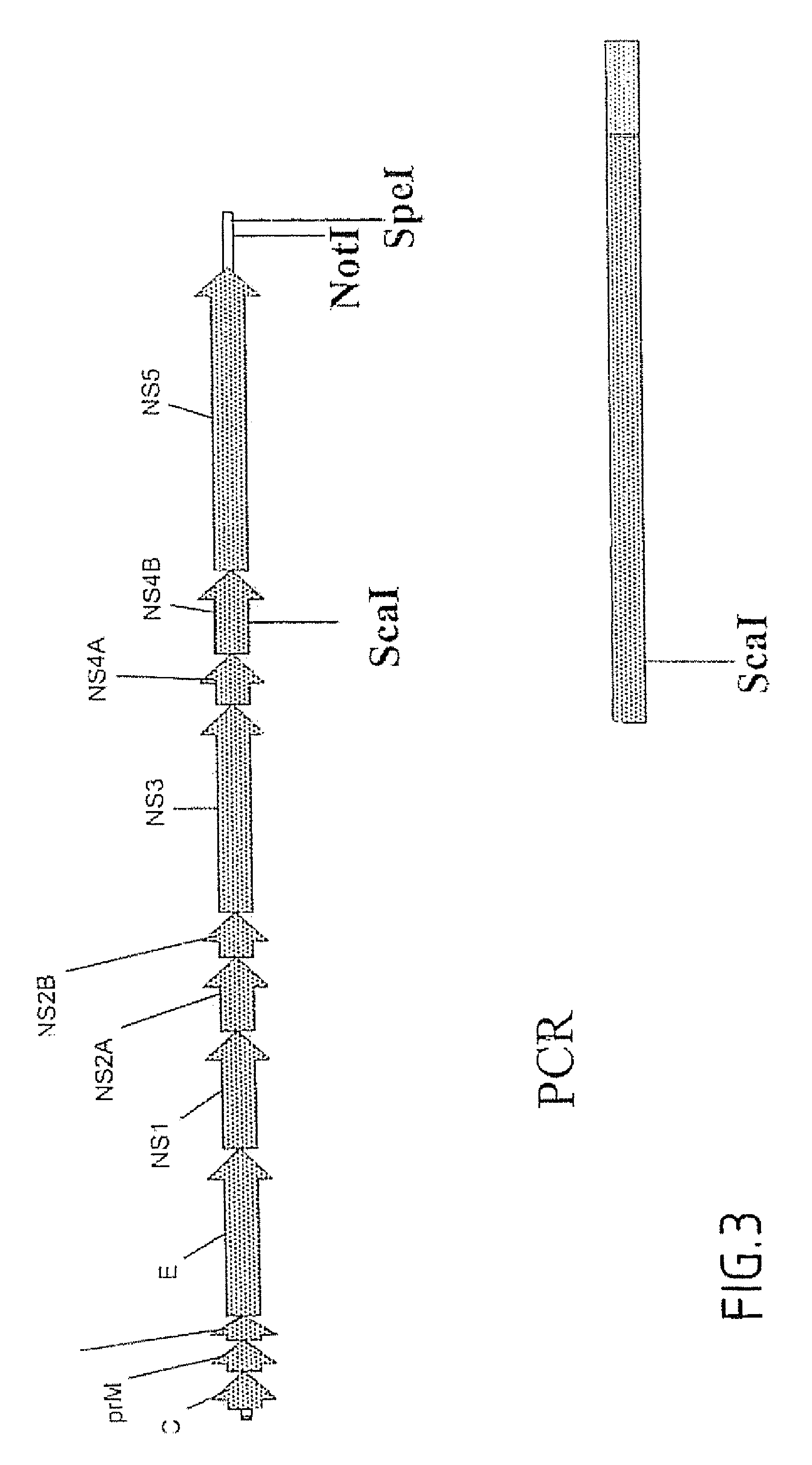 Dengue chimeric viruses