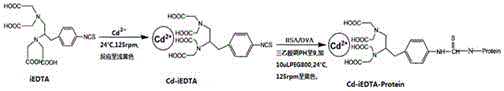 A high-affinity anti-heavy metal cadmium monoclonal antibody and its application