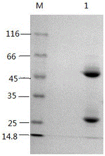 A high-affinity anti-heavy metal cadmium monoclonal antibody and its application