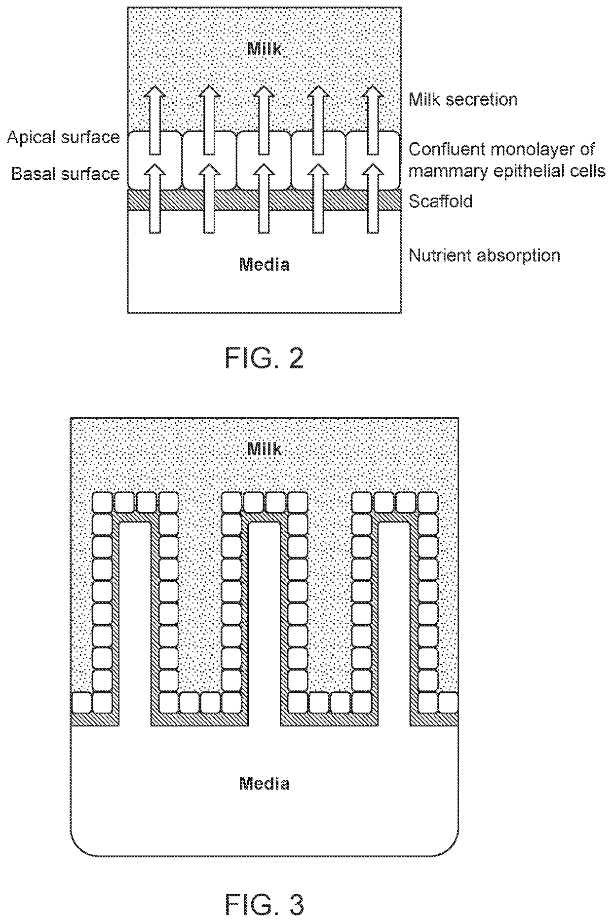 Live cell constructs for production of cultured milk product and methods using the same