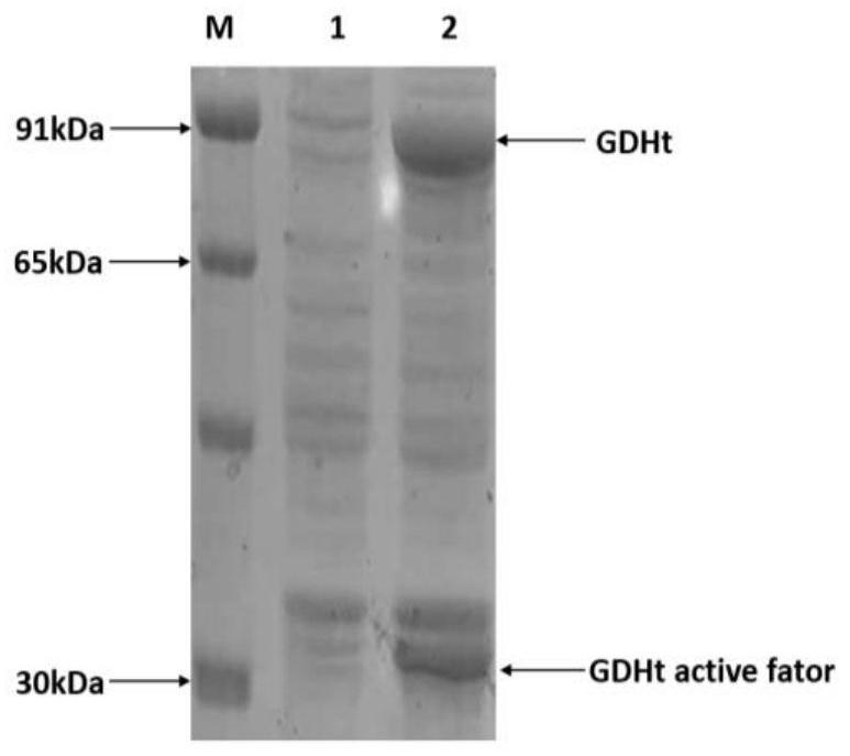 A method for producing 1,3-propanediol by fermentation of glycerol by microorganisms