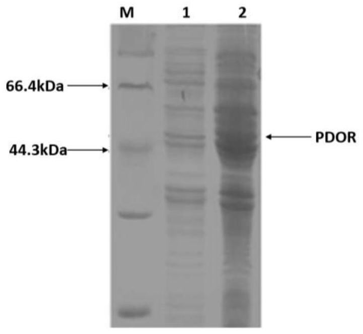 A method for producing 1,3-propanediol by fermentation of glycerol by microorganisms