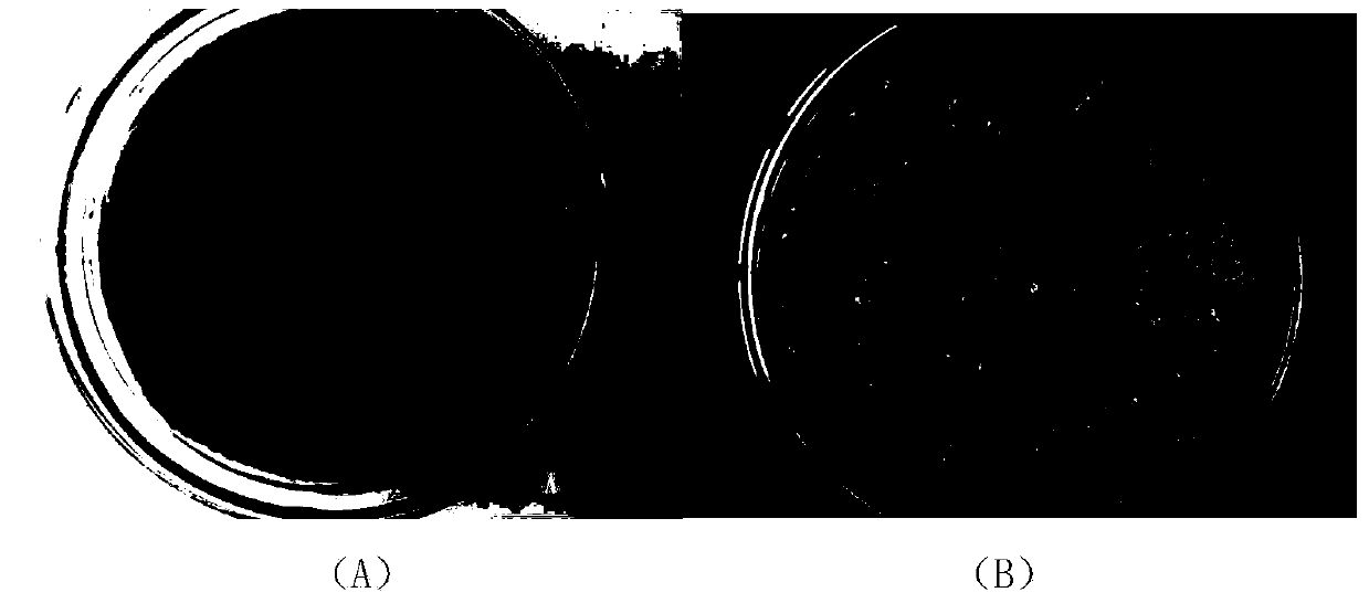 Bacillus subtilis strain WB1 for resisting botryosphaeria dothidea and application of bacillus subtilis strain WB1