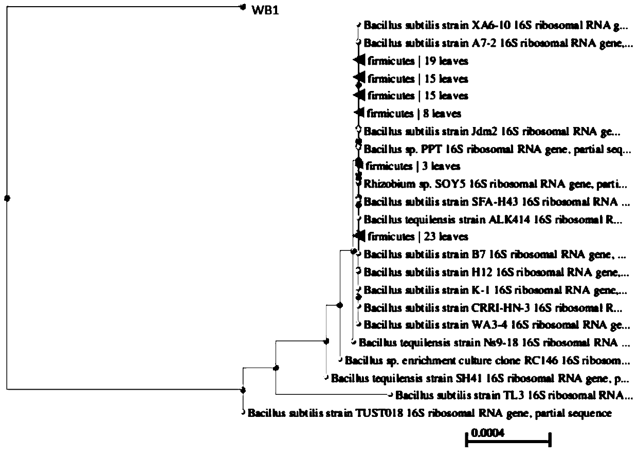 Bacillus subtilis strain WB1 for resisting botryosphaeria dothidea and application of bacillus subtilis strain WB1