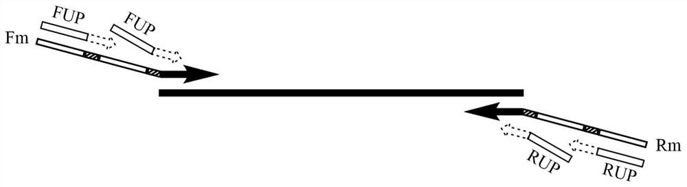 A kind of multiple pcr amplification method