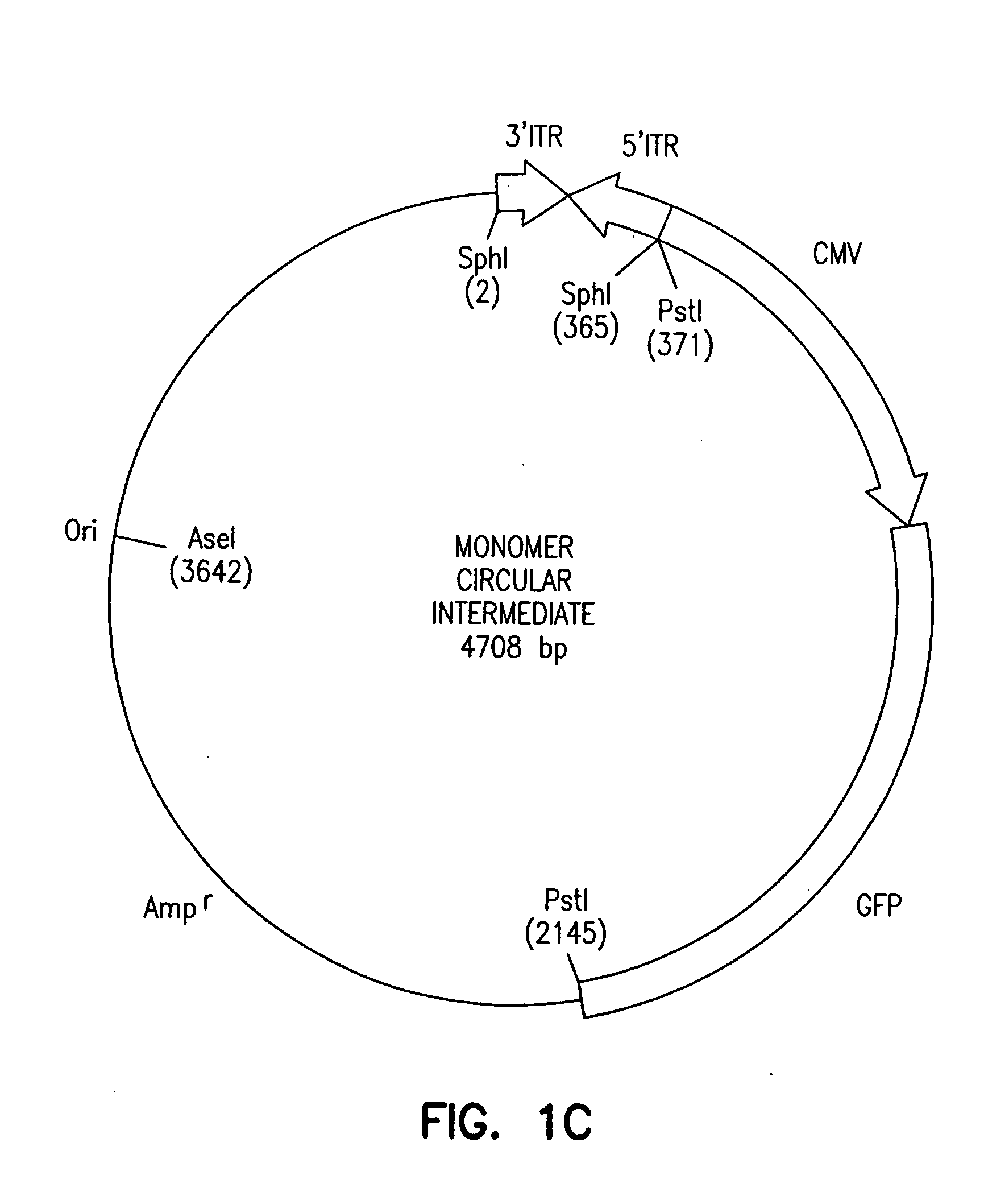 Adeno-associated viruses and uses thereof