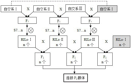 Method for constructing QTL positioned new-group-linkage F2 group