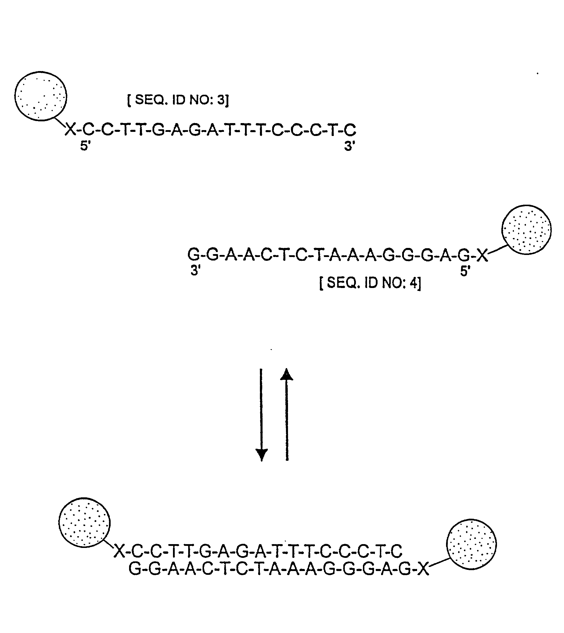 Nanoparticles having oligonucleotides attached thereto and uses therefor