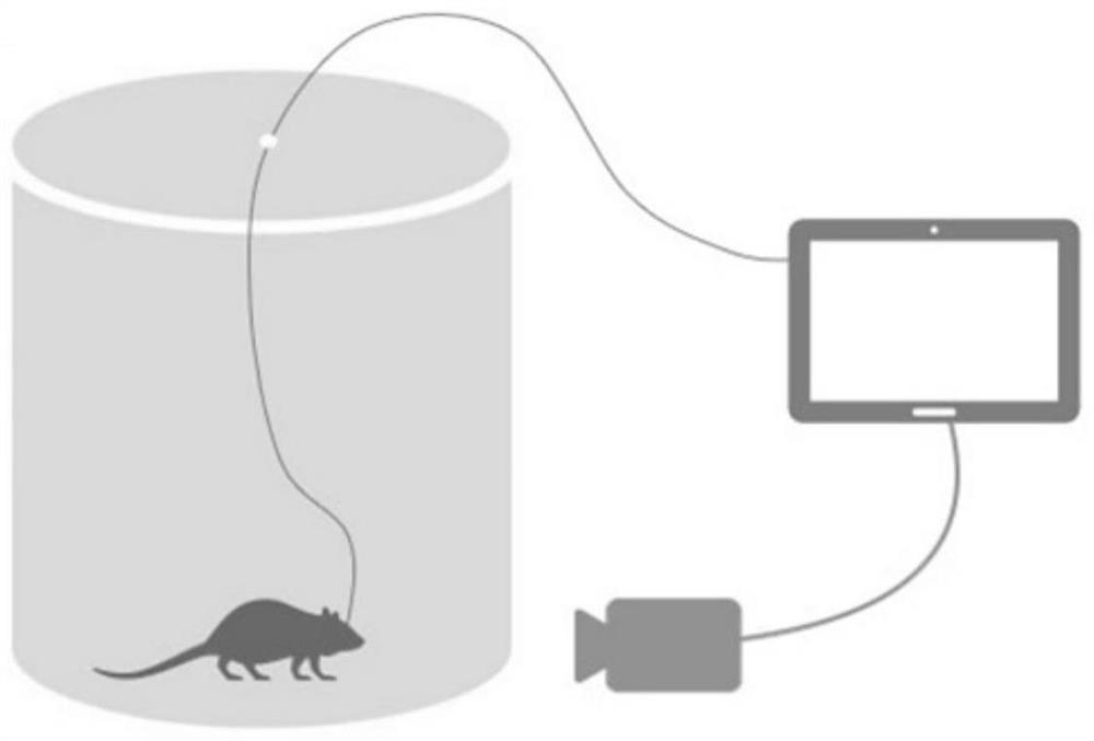 Preparation and application of epilepsy animal model