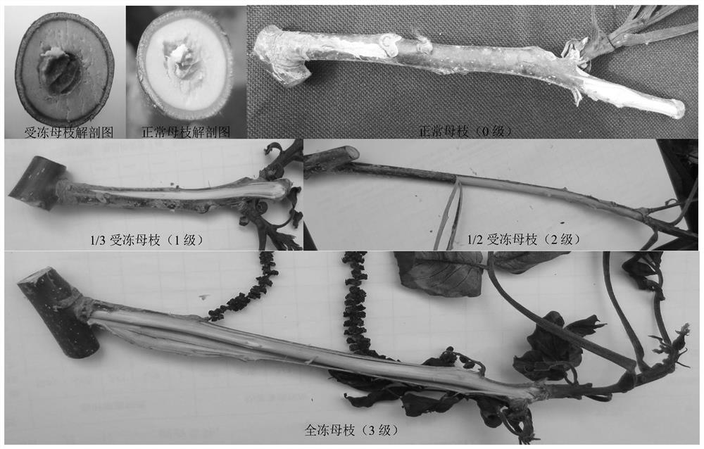 A method for investigating walnut late frost damage