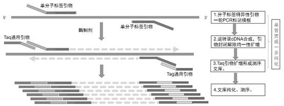 Primer pool, kit and method for detecting bloodstream infection by targeting sequencing method