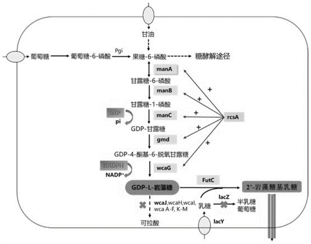 Genetically engineered bacterium for producing 2'-fucosyllactose and application of genetically engineered bacterium