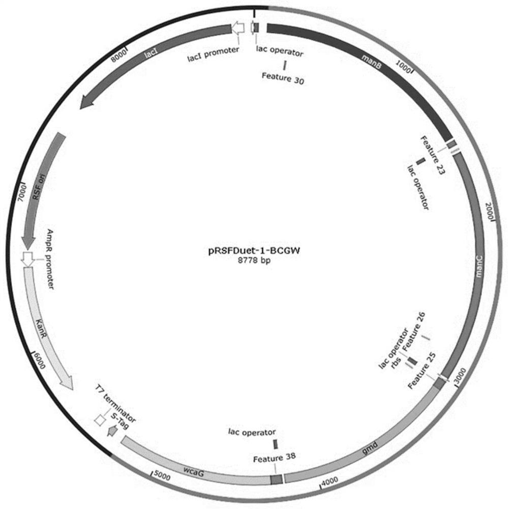 Genetically engineered bacterium for producing 2'-fucosyllactose and application of genetically engineered bacterium