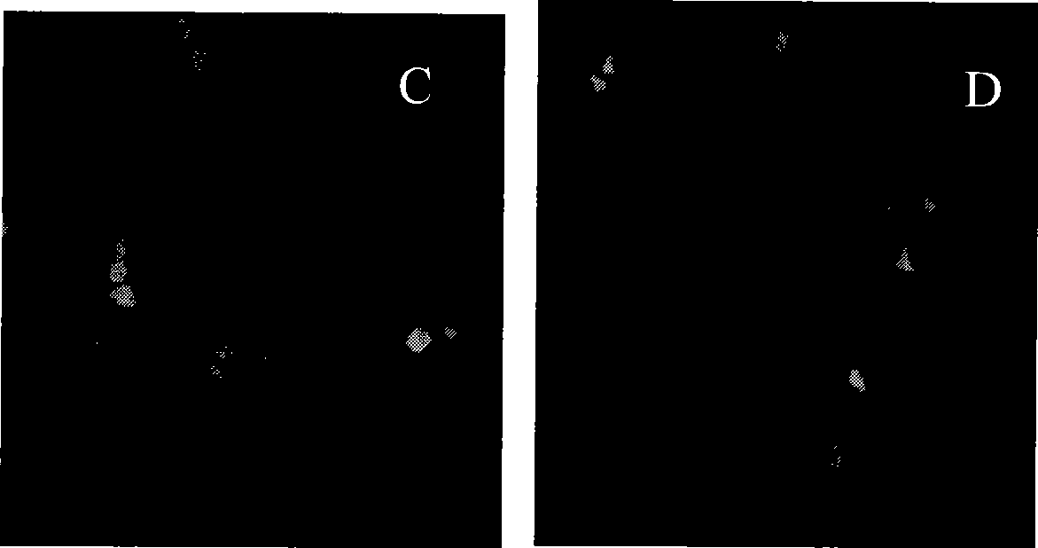 Polymethacrylate, preparation method and application thereof