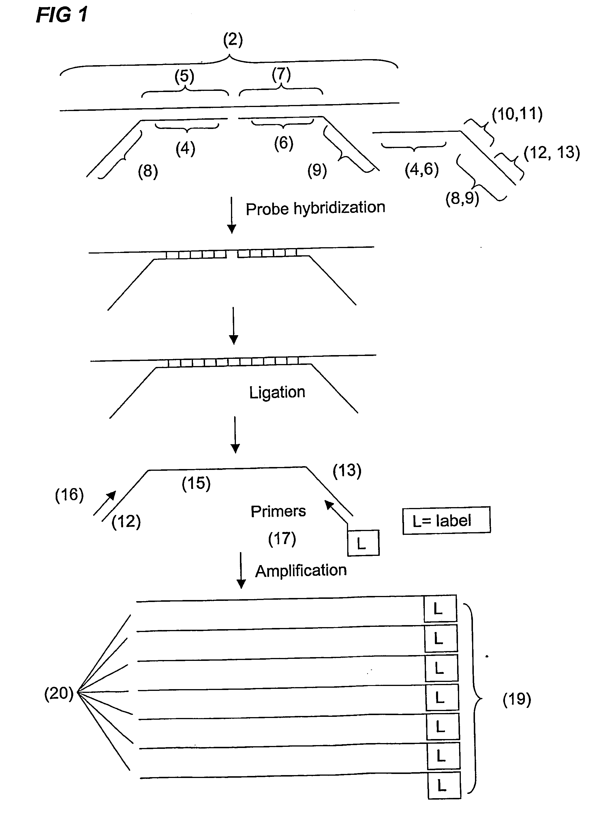 Analysis and detection of multiple target sequences using circular probes