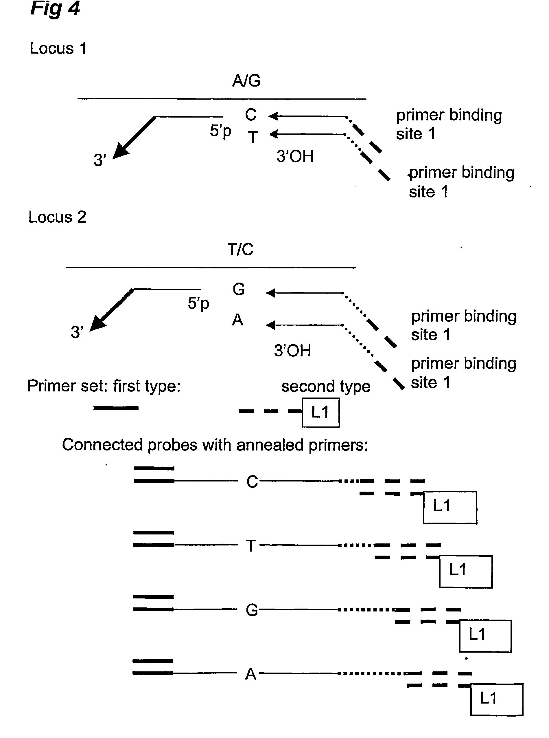 Analysis and detection of multiple target sequences using circular probes