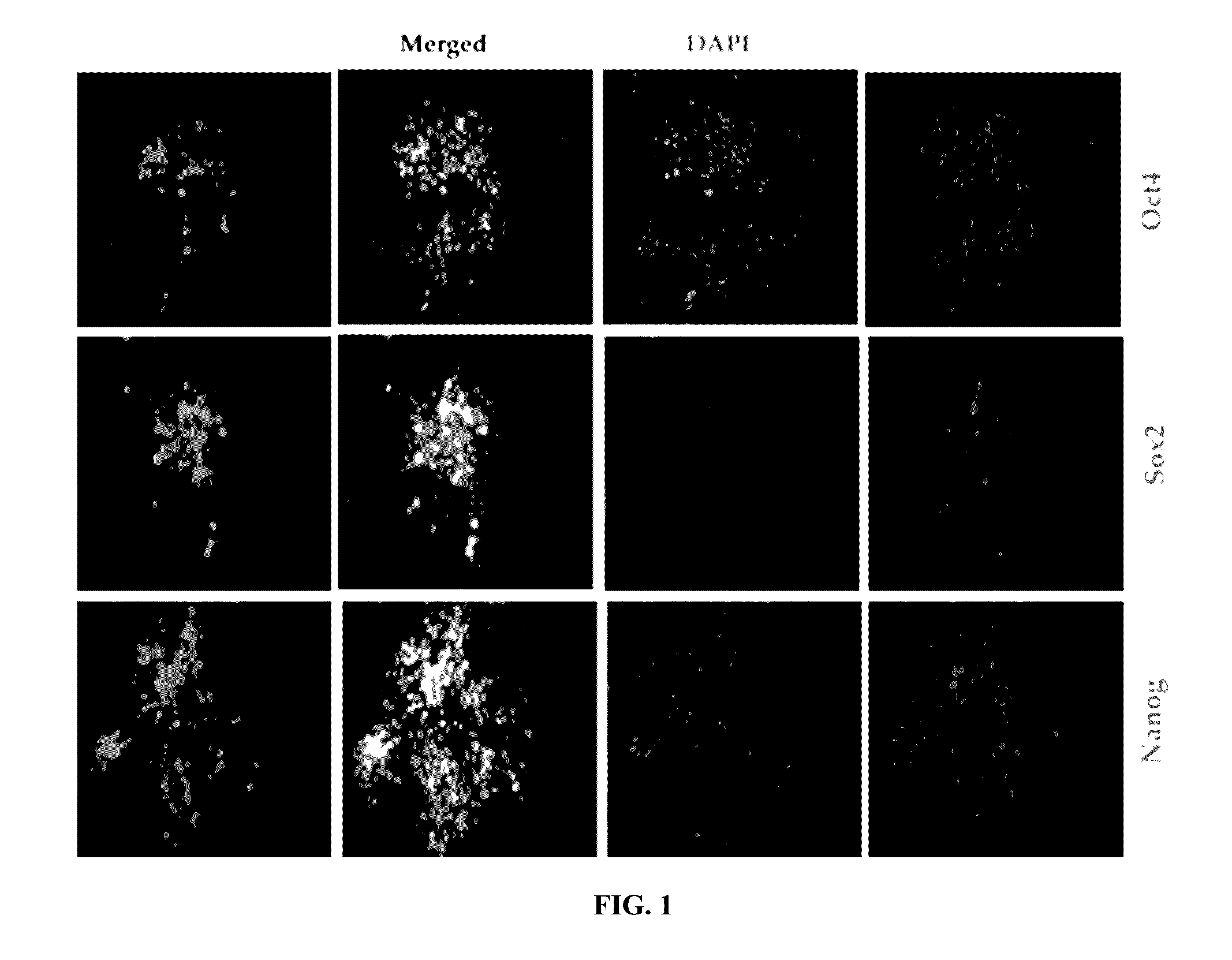 Generating cardiac progenitor cells from pluripotent stem cells using isoxazole or isoxazole like compounds