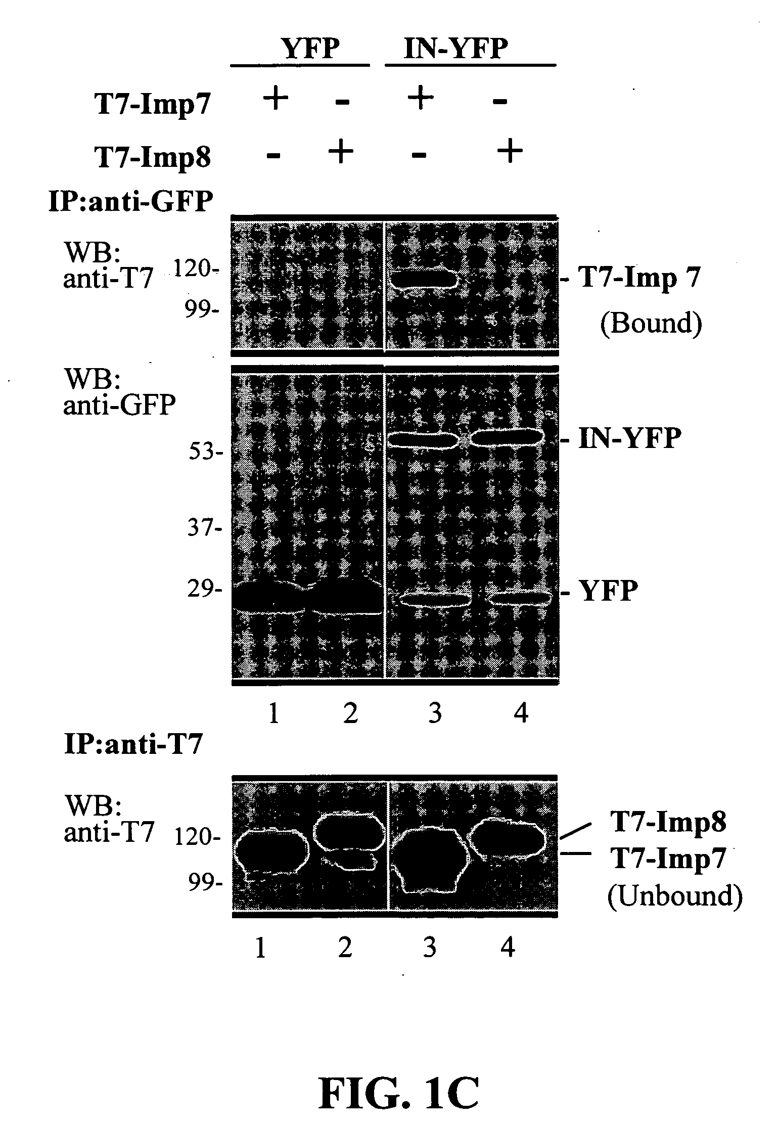 Integrase-dirived HIV-inhibiting agents