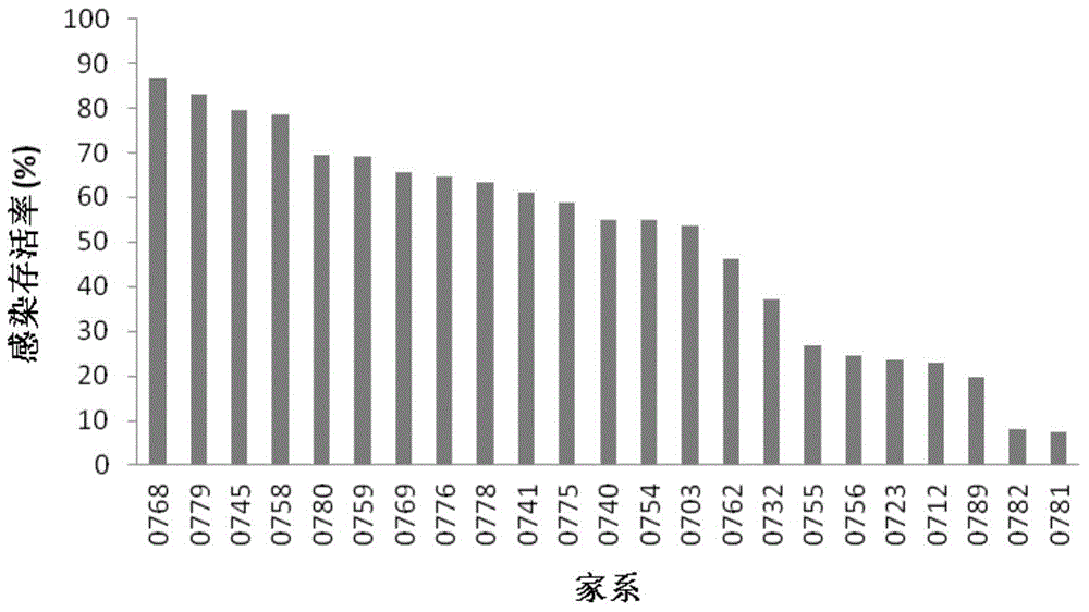 Method for breeding Edwardsiella tarda-resistant excellent flounder breed