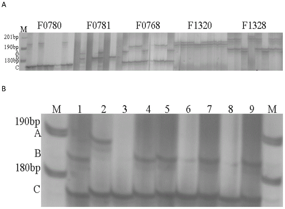 Method for breeding Edwardsiella tarda-resistant excellent flounder breed