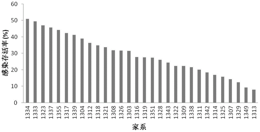 Method for breeding Edwardsiella tarda-resistant excellent flounder breed