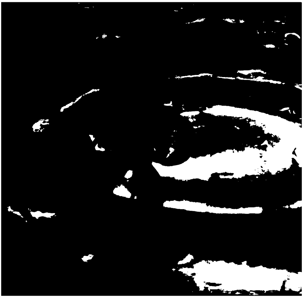 Method for rapidly propagating radix pseudostellariae seedlings