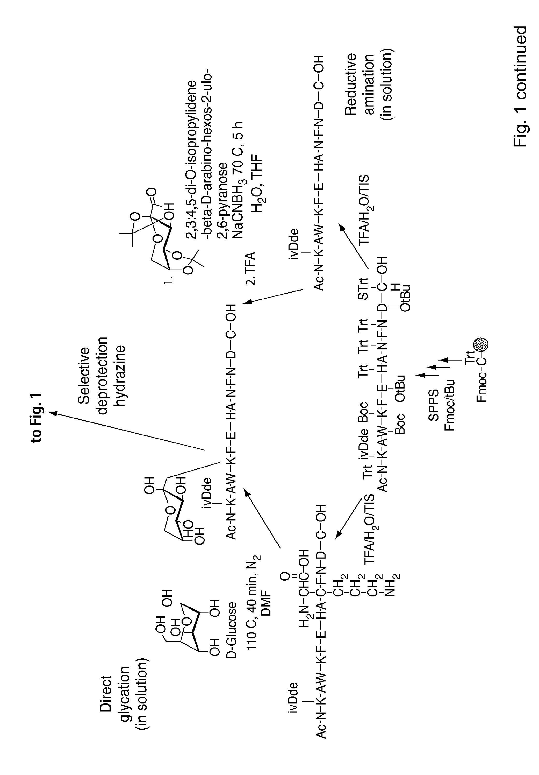 Glycated cd59 peptides, their preparation, and uses thereof