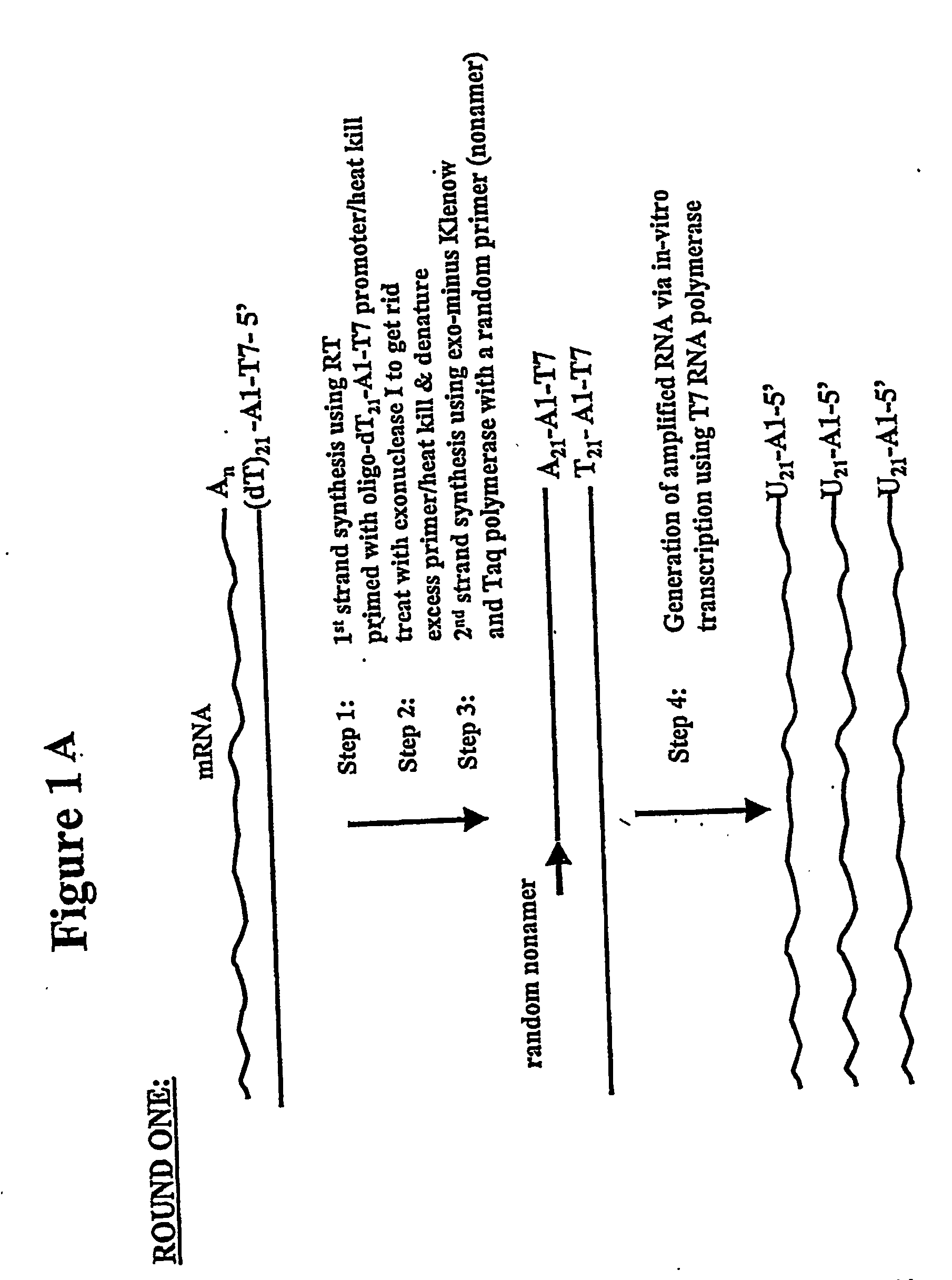 Nucleic acid amplification