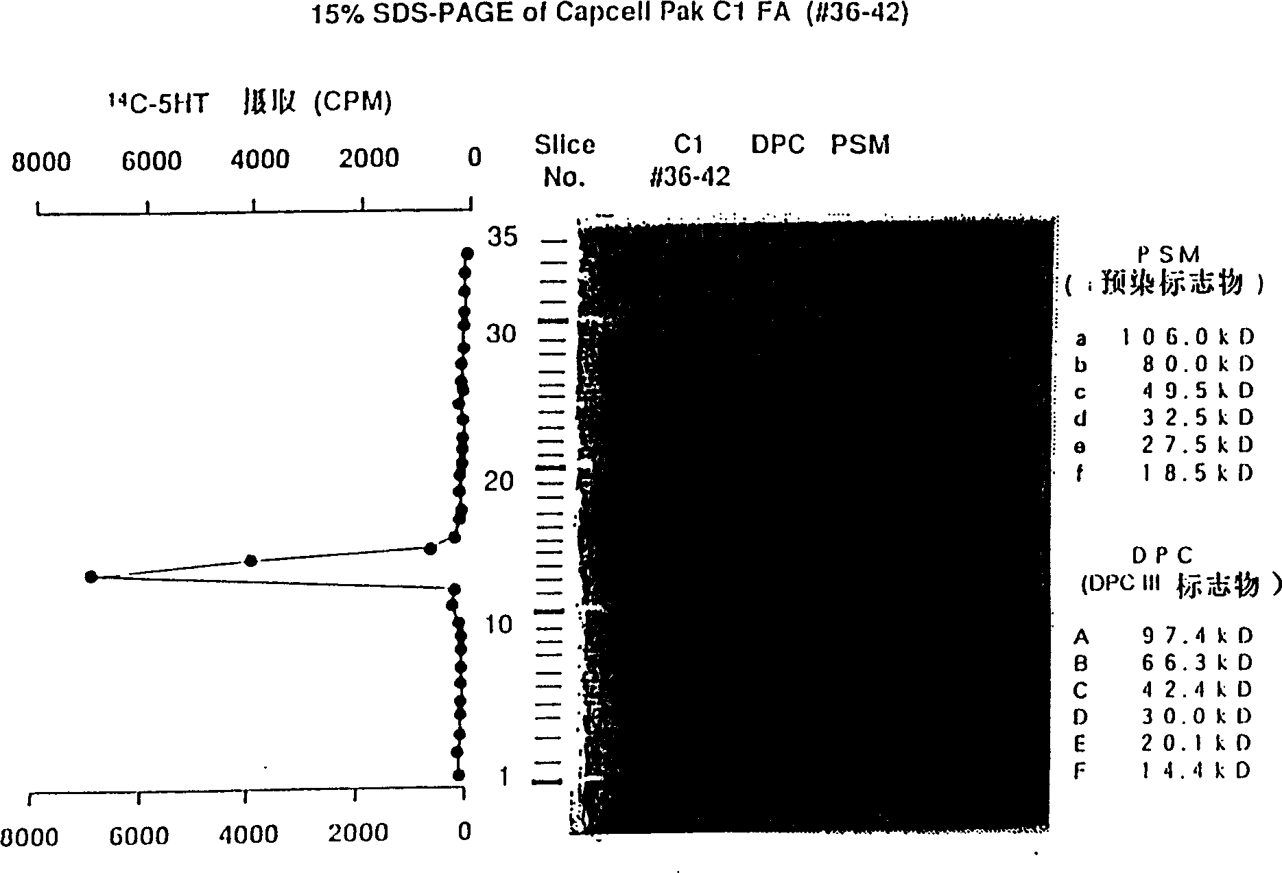 Protein with thrombopoiesis substance activity