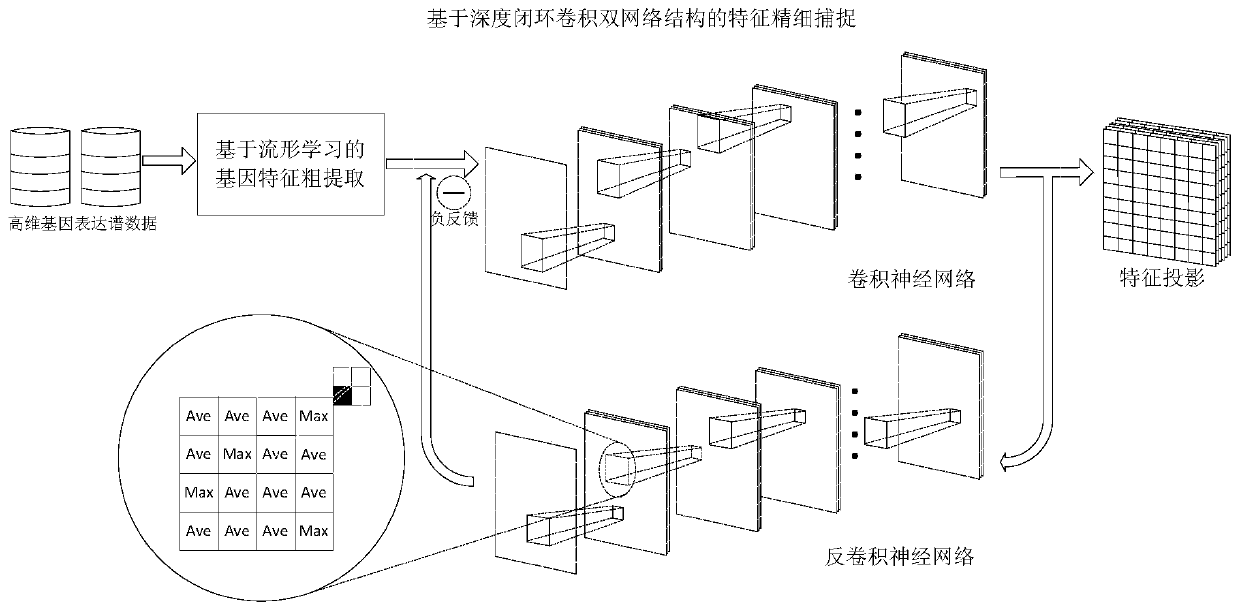 Gene Feature Extraction Method Based on Manifold Learning and Closed-loop Deep Convolutional Dual Network Model