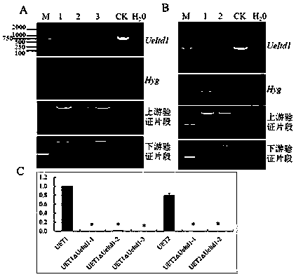 Pair of ustilago esculenta for successfully achieving artificial breeding of normal zizania caduciflora and application of pair of ustilago esculenta