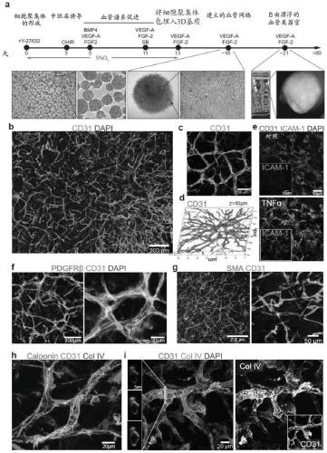 Blood vessel organoid, methods of producing and using said organoids