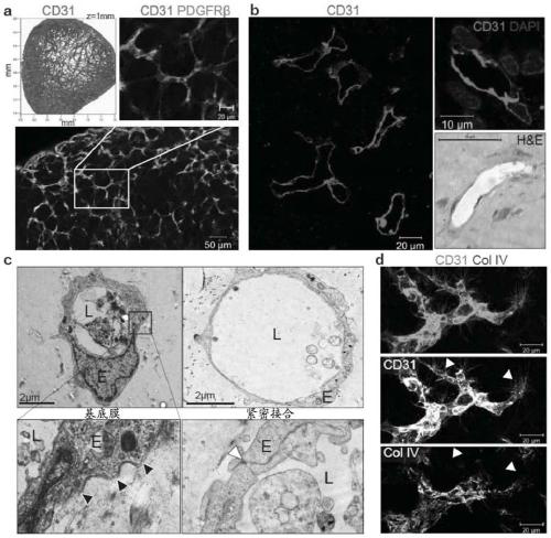 Blood vessel organoid, methods of producing and using said organoids