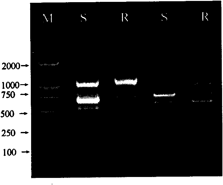 RAPD marker research of wheat powdery mildew resistant gene Pm23