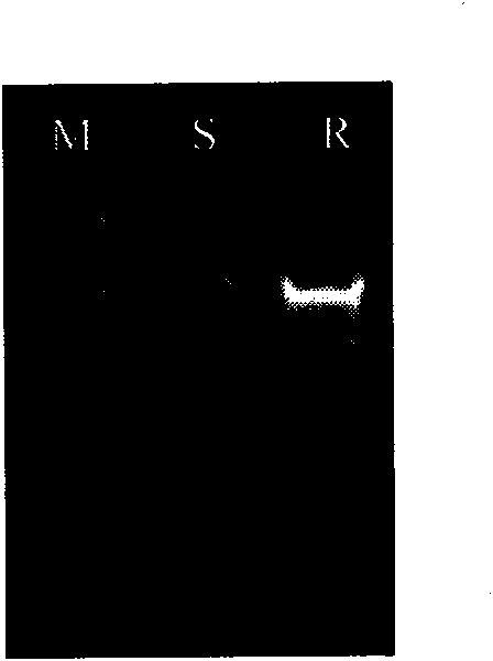 RAPD marker research of wheat powdery mildew resistant gene Pm23