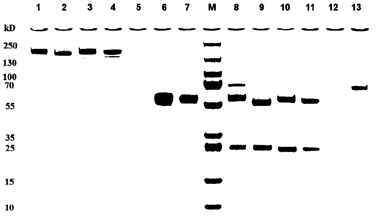 Frizzled7 targeted humanized antibody and preparation method and application thereof