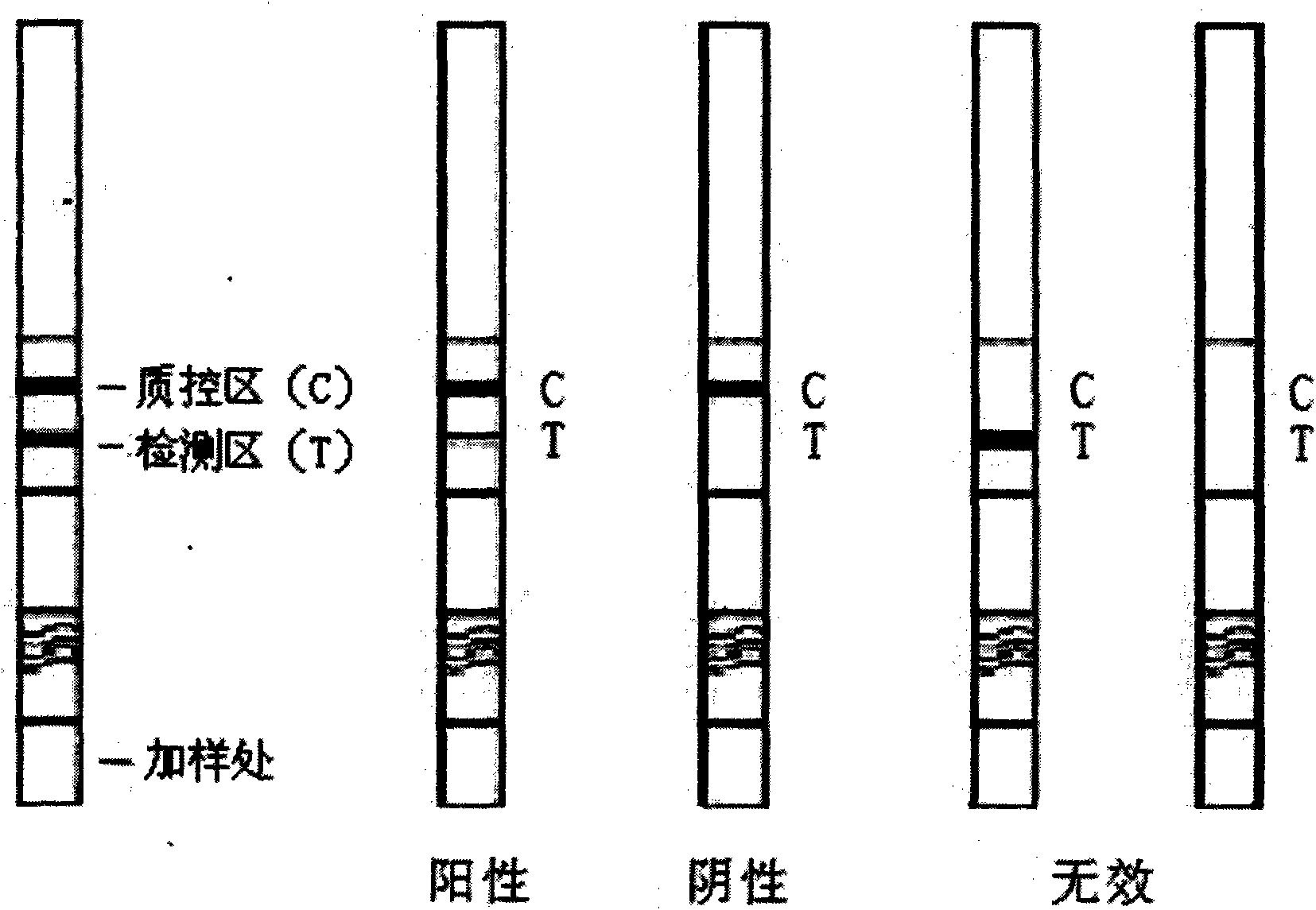 Test strip for detecting colibacillus O157:H7 mouse serum antibody by colloidal gold immunochromatography