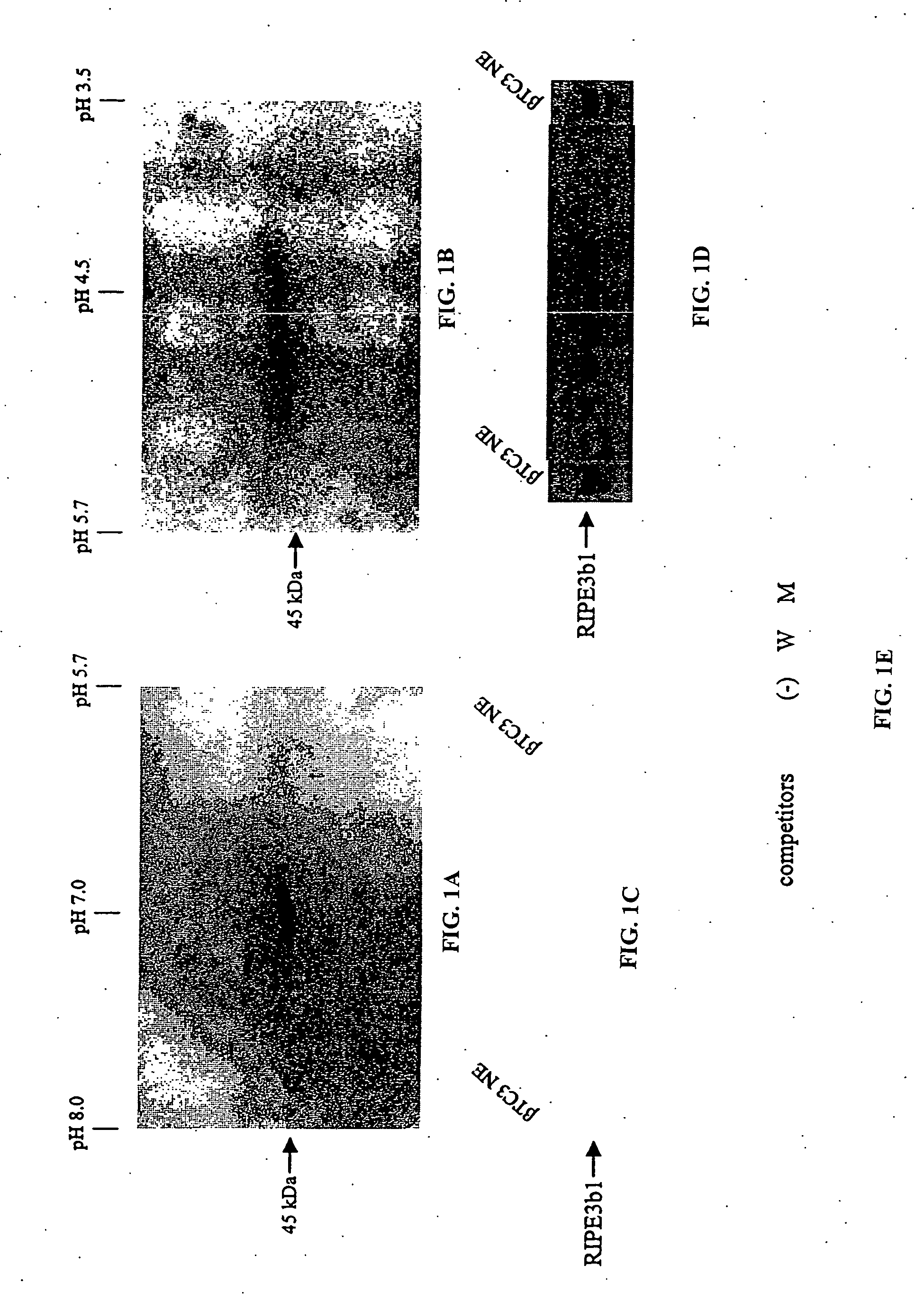 Compositions and methods related to mammalian Maf-A