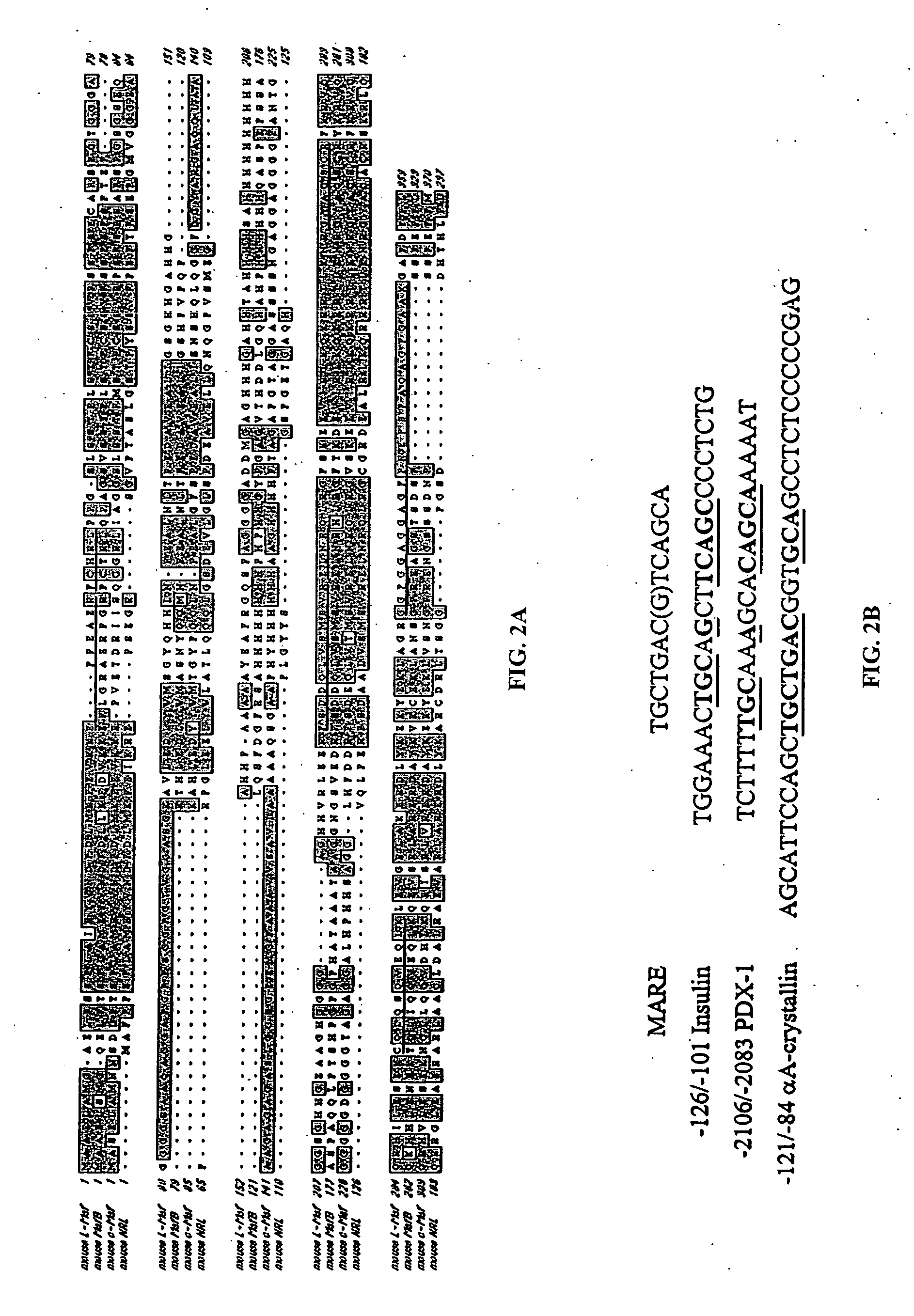 Compositions and methods related to mammalian Maf-A