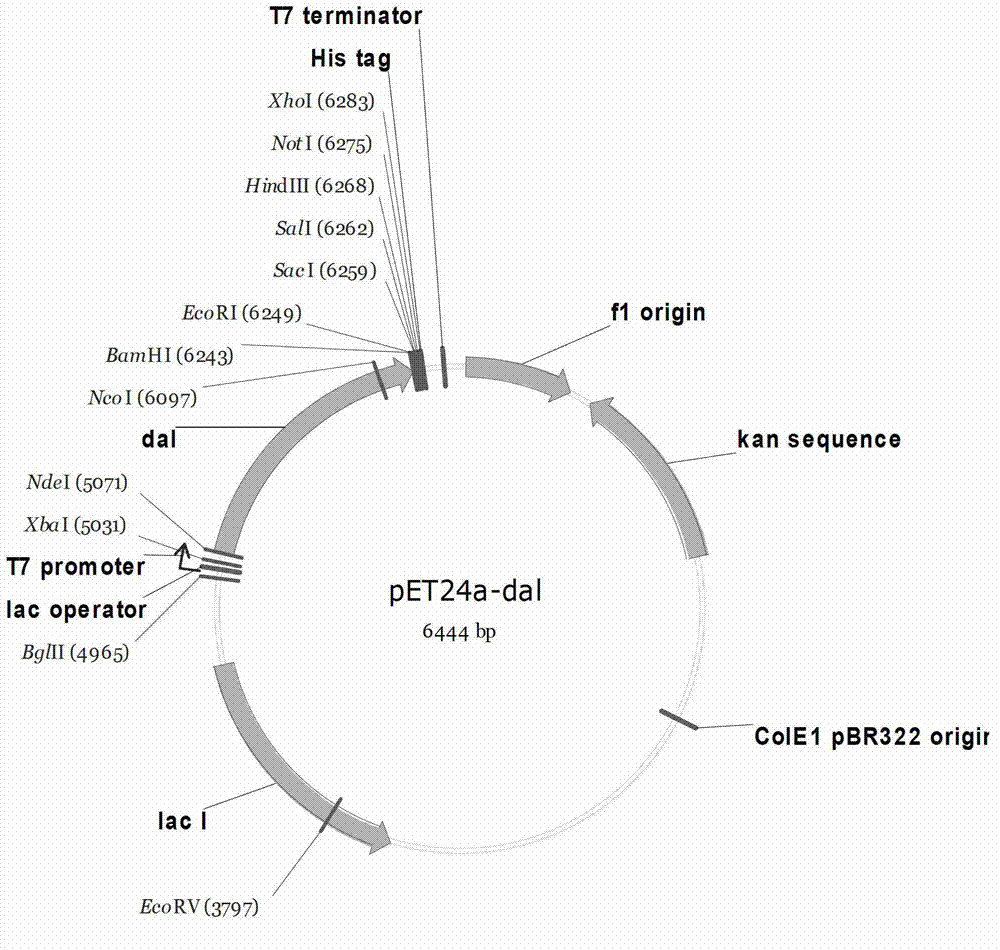 High-yield dl-alanine production strain and its application