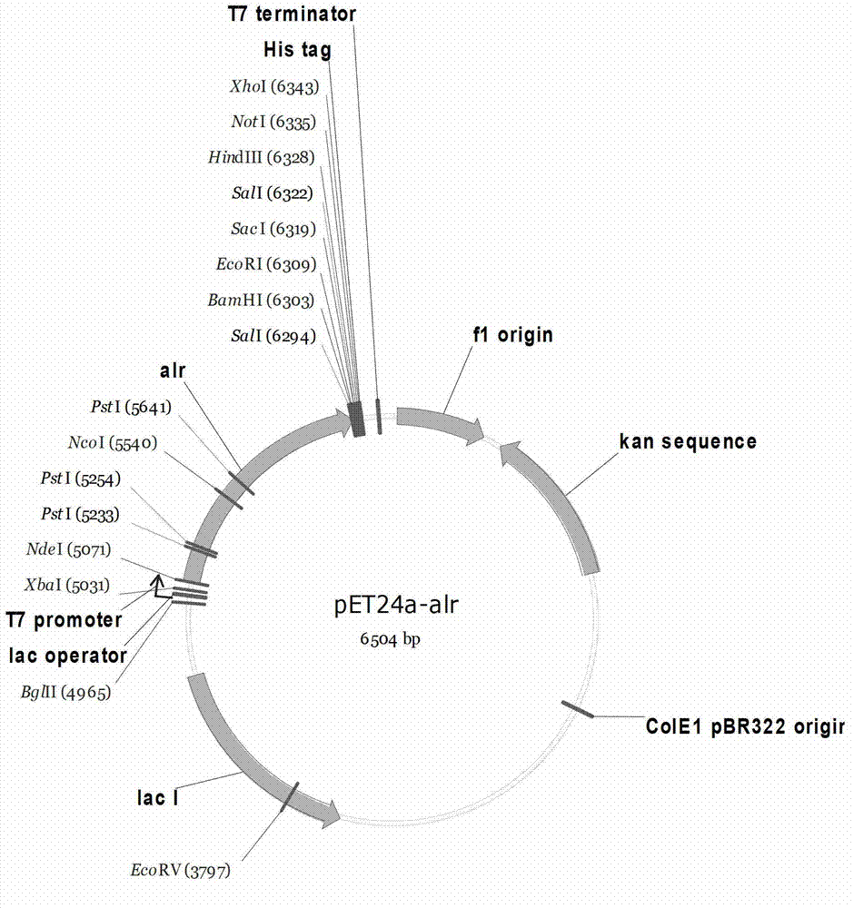 High-yield dl-alanine production strain and its application