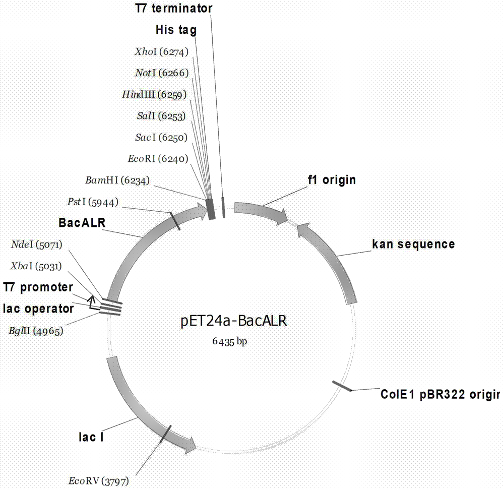 High-yield dl-alanine production strain and its application