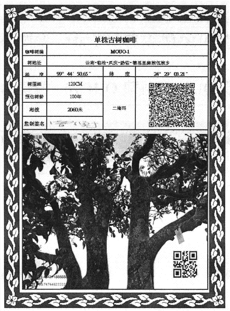 Method for making tea and coffee with single-plant ancient trees