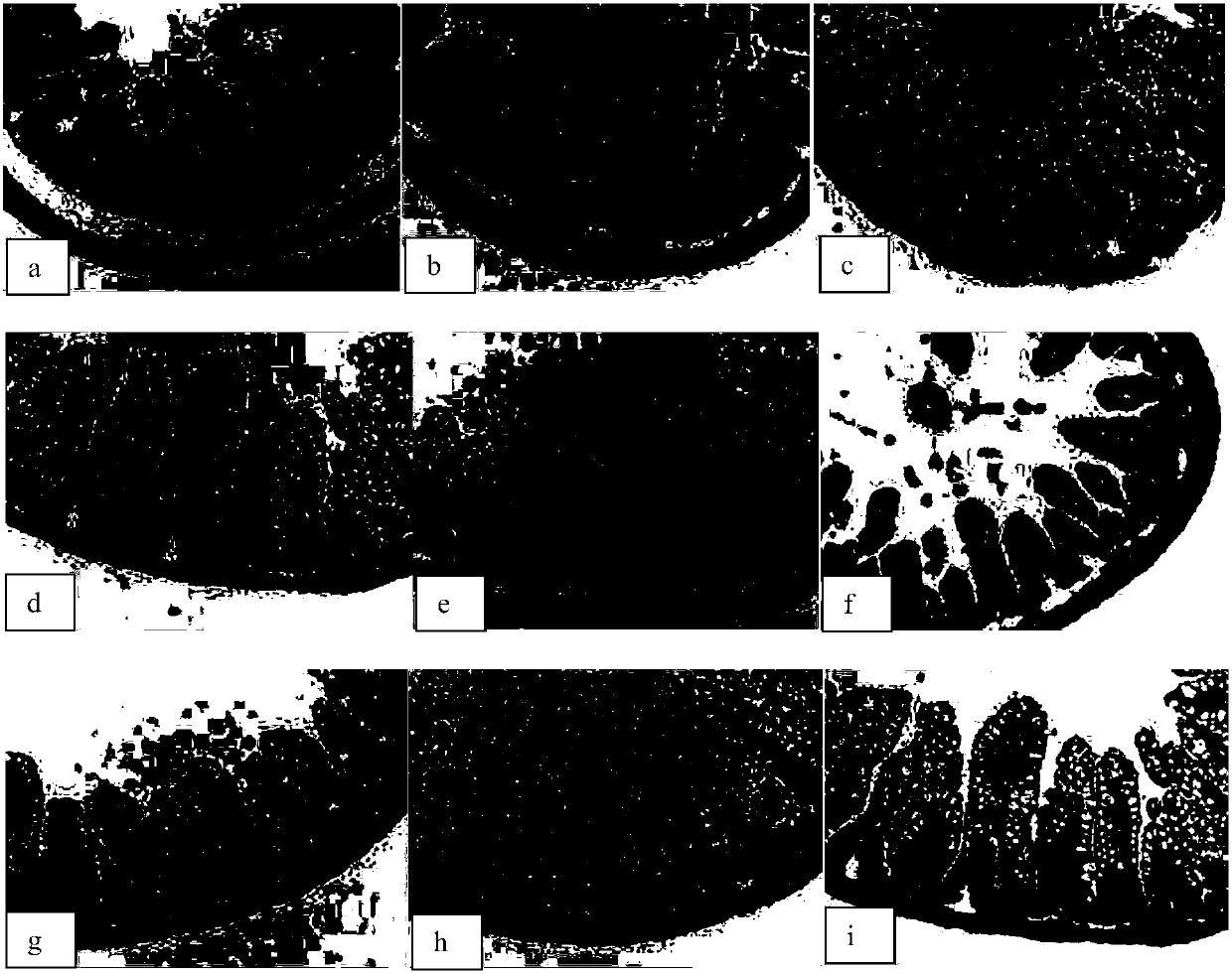 Application of butyrate compound in preparation of medicines for preventing and curing NEC