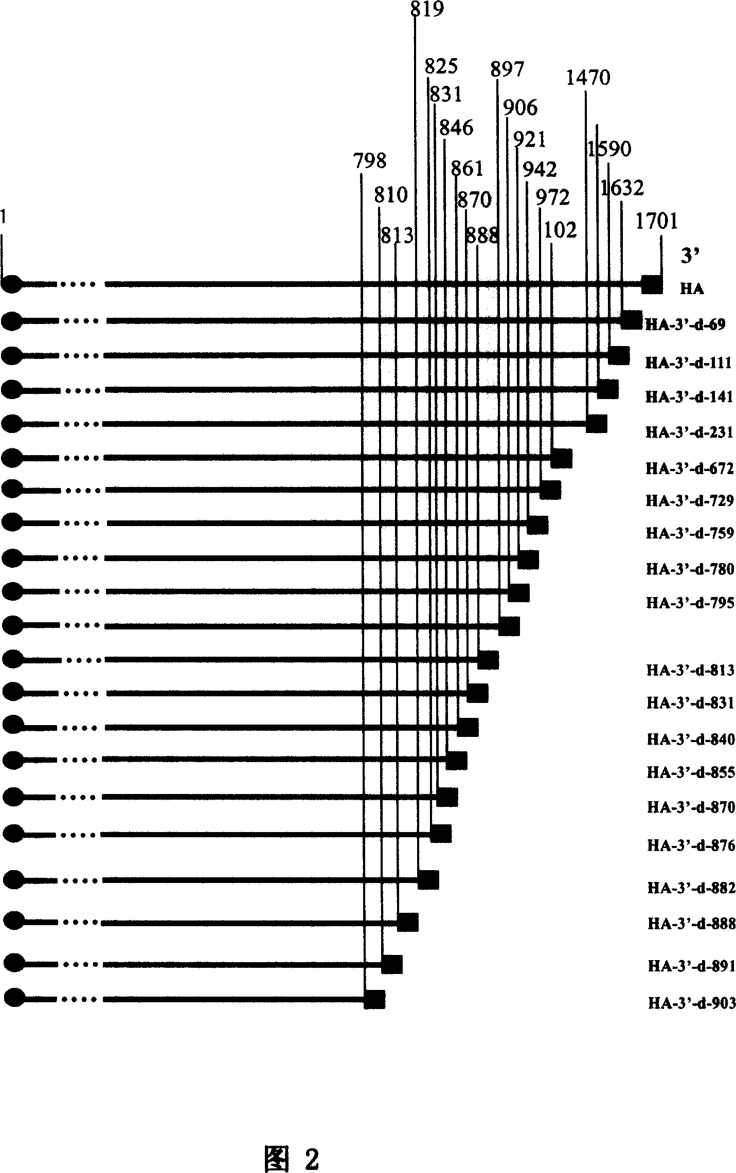 Curtail hemagglutinin vaccine for preventing influenza virus and its preparing method